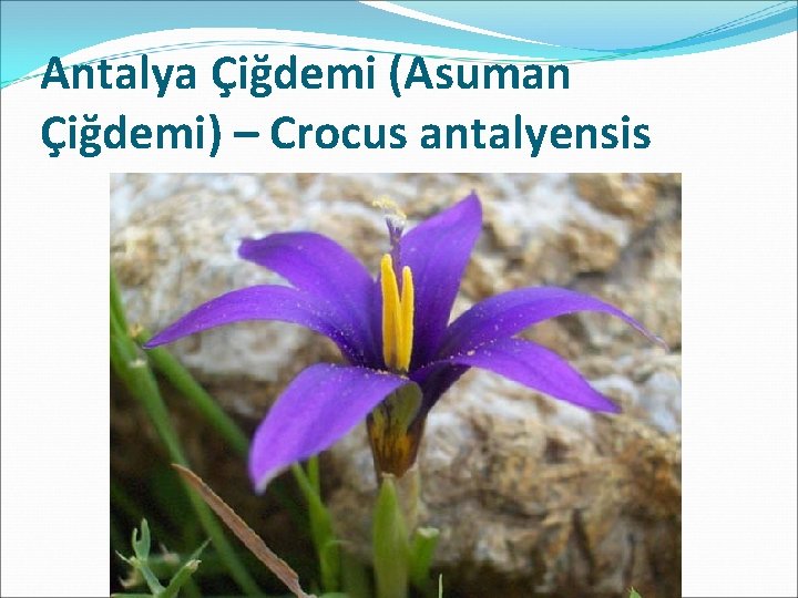 Antalya Çiğdemi (Asuman Çiğdemi) – Crocus antalyensis 