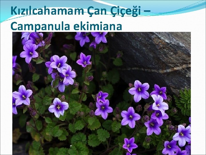 Kızılcahamam Çan Çiçeği – Campanula ekimiana 