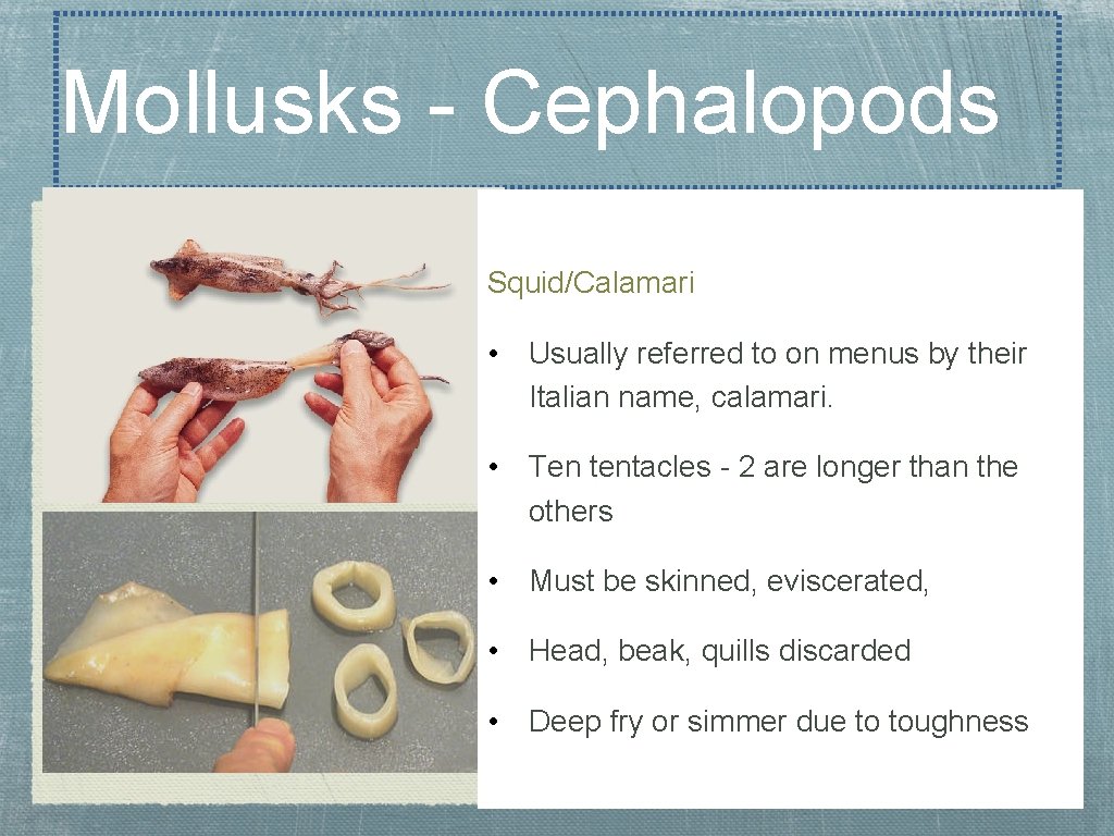 Mollusks - Cephalopods Squid/Calamari • Usually referred to on menus by their Italian name,