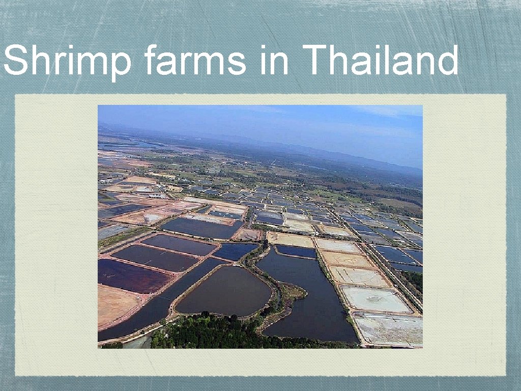 Shrimp farms in Thailand 