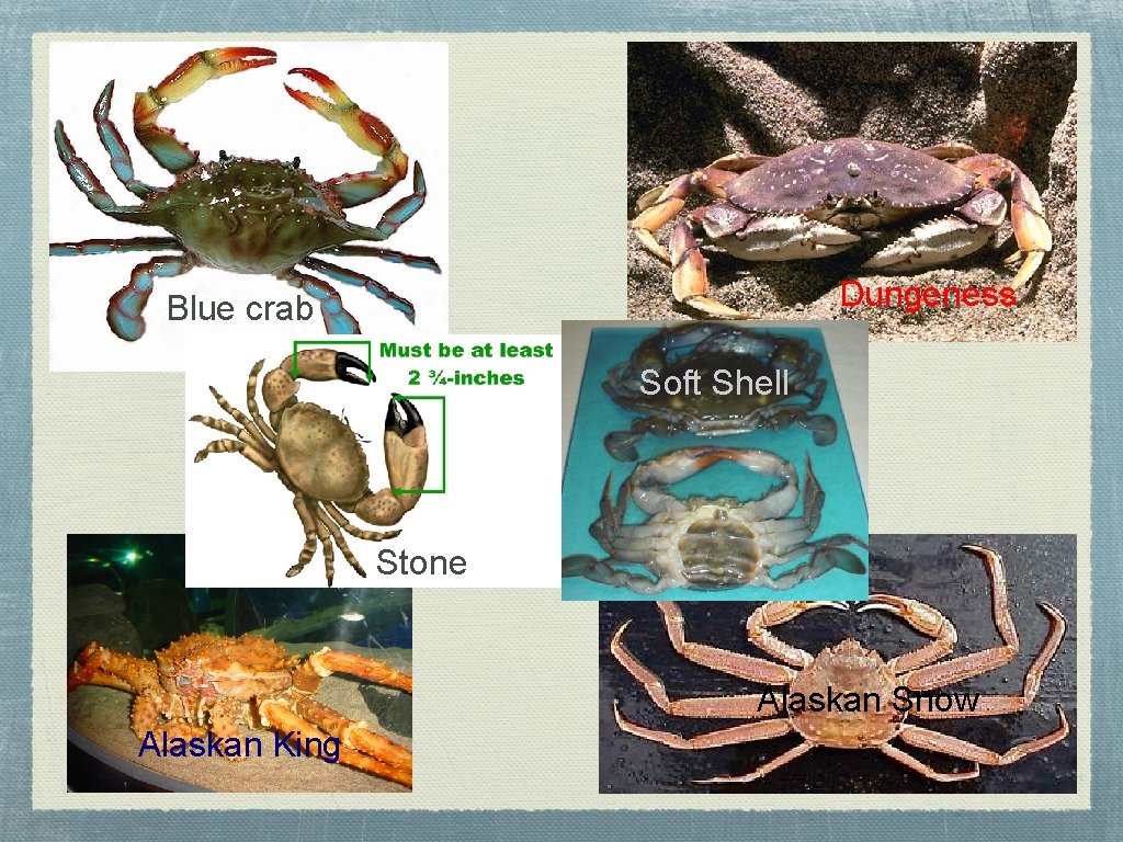 Dungeness Blue crab Soft Shell Stone Alaskan Snow Alaskan King 