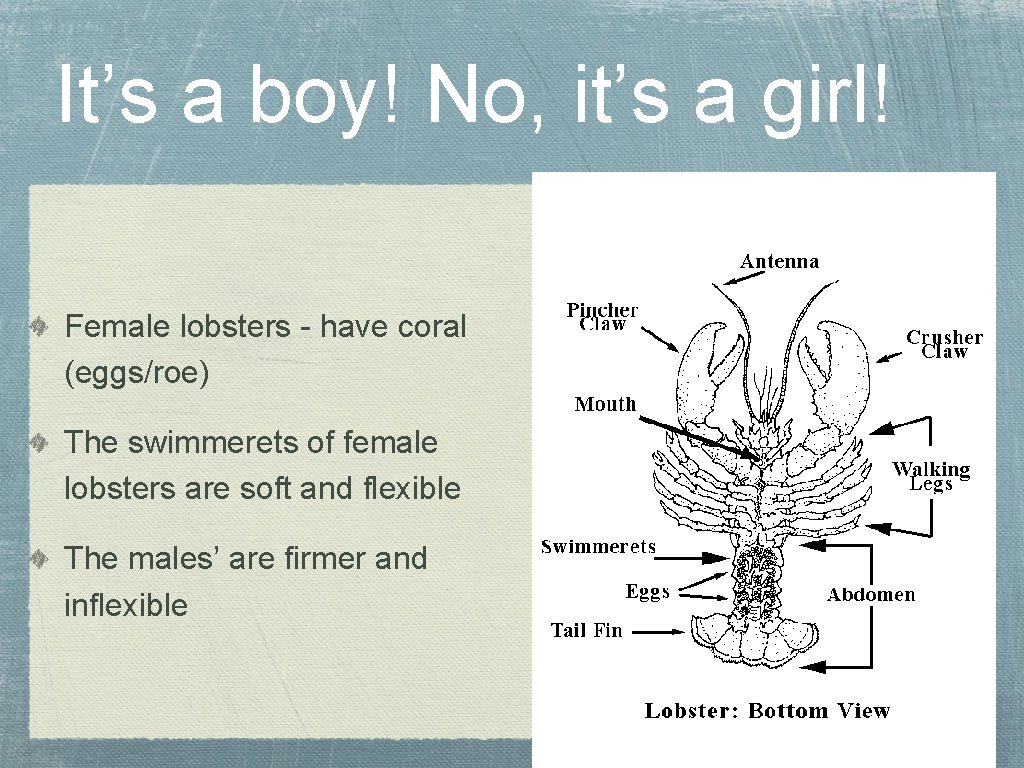 It’s a boy! No, it’s a girl! Female lobsters - have coral (eggs/roe) The