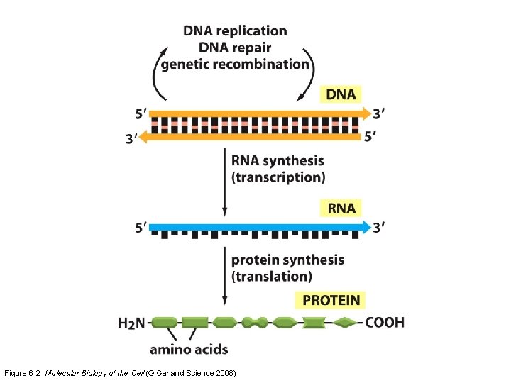 Figure 6 -2 Molecular Biology of the Cell (© Garland Science 2008) 