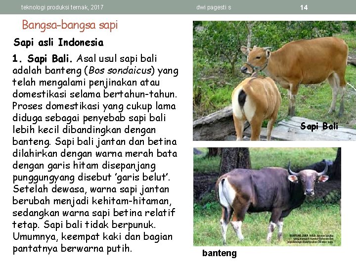 teknologi produksi ternak, 2017 dwi pagesti s 14 Bangsa-bangsa sapi Sapi asli Indonesia 1.