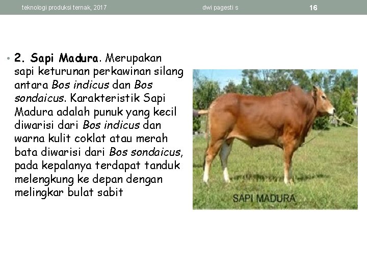 teknologi produksi ternak, 2017 • 2. Sapi Madura. Merupakan sapi keturunan perkawinan silang antara
