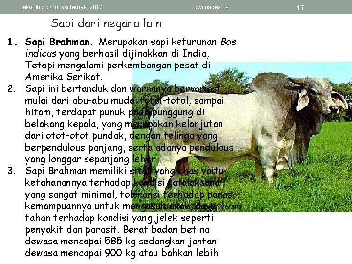 teknologi produksi ternak, 2017 dwi pagesti s Sapi dari negara lain 1. Sapi Brahman.