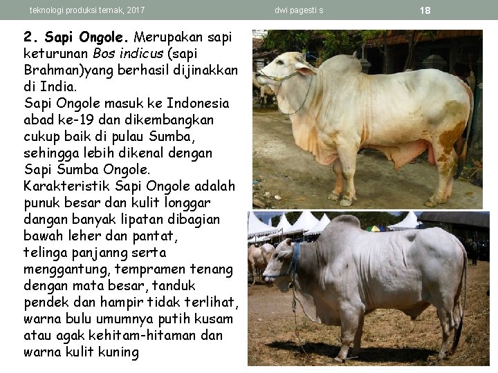 teknologi produksi ternak, 2017 2. Sapi Ongole. Merupakan sapi keturunan Bos indicus (sapi Brahman)yang