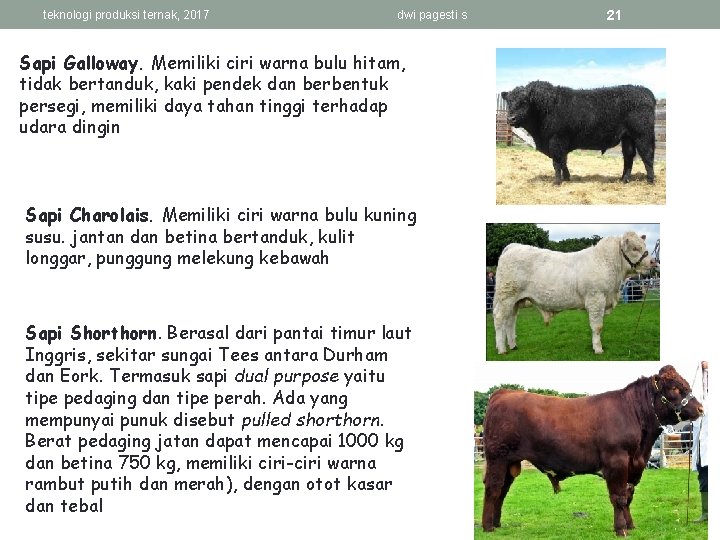 teknologi produksi ternak, 2017 dwi pagesti s Sapi Galloway. Memiliki ciri warna bulu hitam,