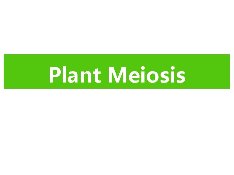 Plant Meiosis 