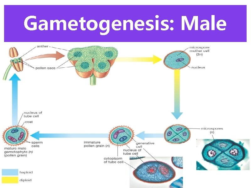 Gametogenesis: Male 