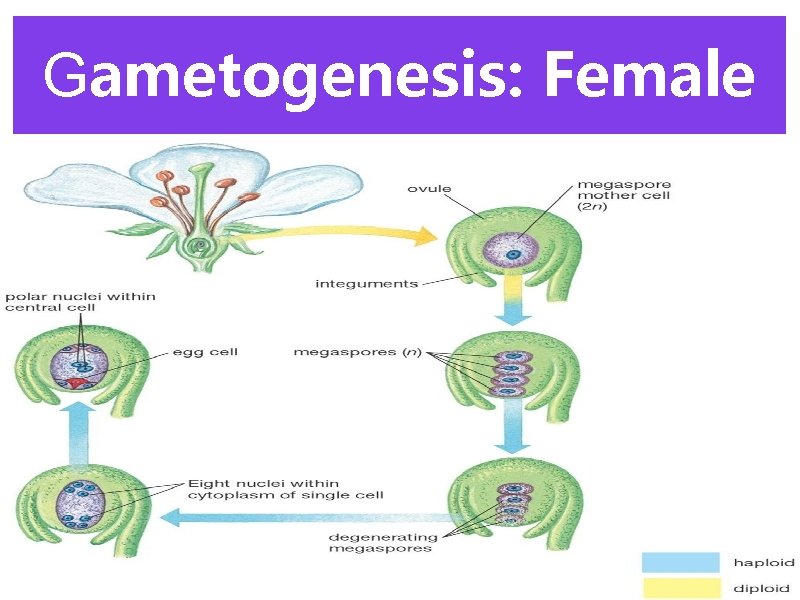 Gametogenesis: Female 