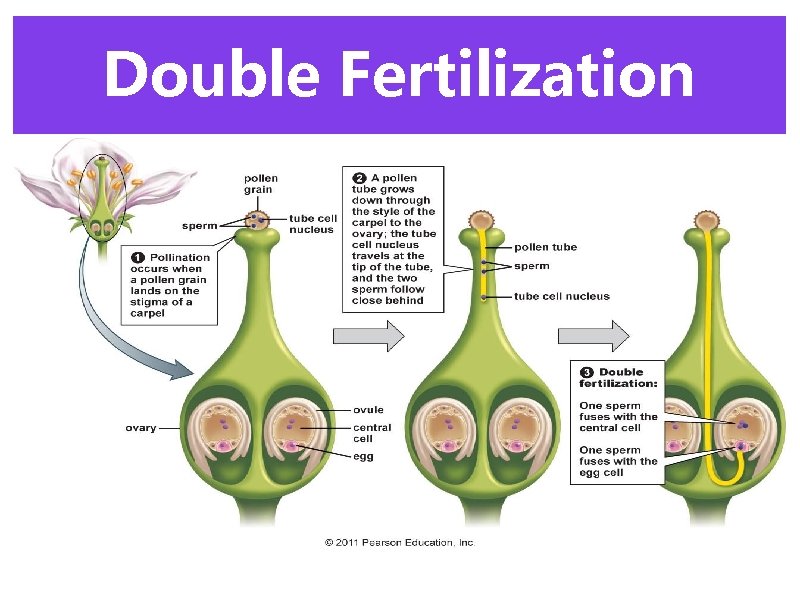 Double Fertilization 