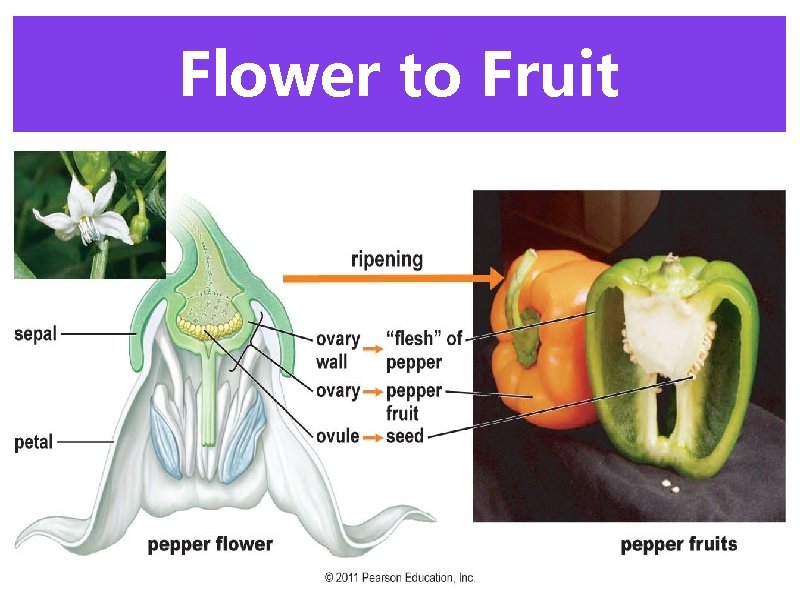 Flower to Fruit 