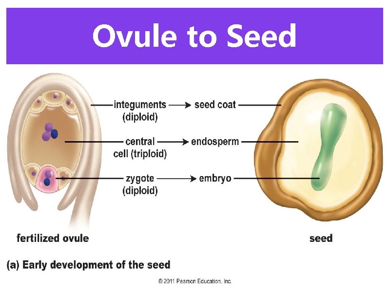 Ovule to Seed 