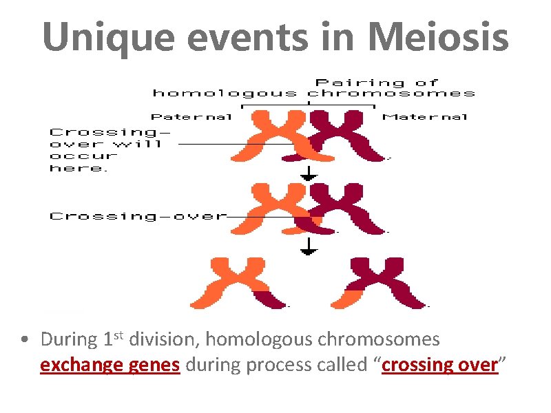 Unique events in Meiosis • During 1 st division, homologous chromosomes exchange genes during