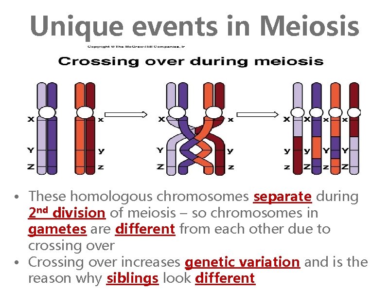 Unique events in Meiosis • These homologous chromosomes separate during 2 nd division of