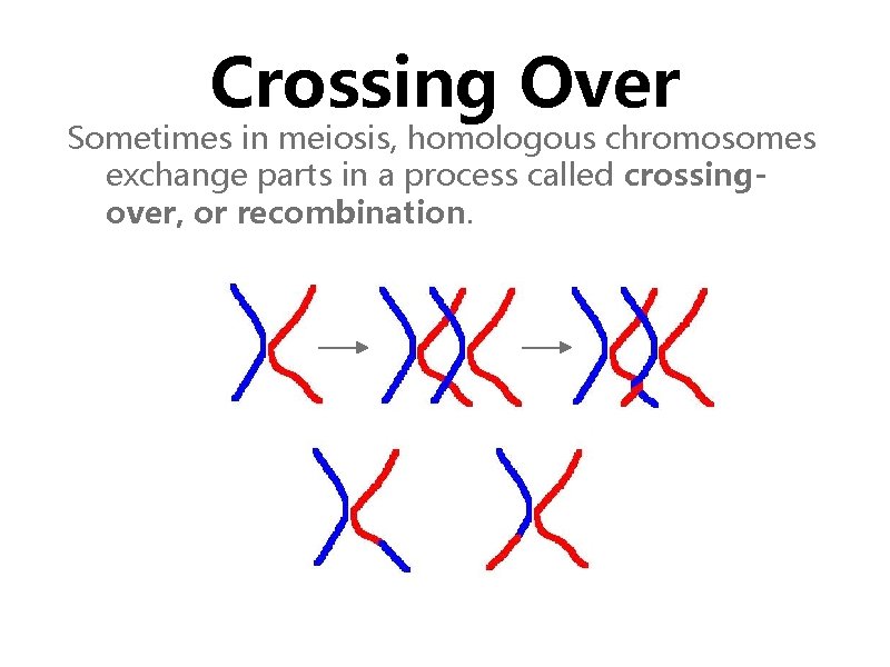 Crossing Over Sometimes in meiosis, homologous chromosomes exchange parts in a process called crossingover,