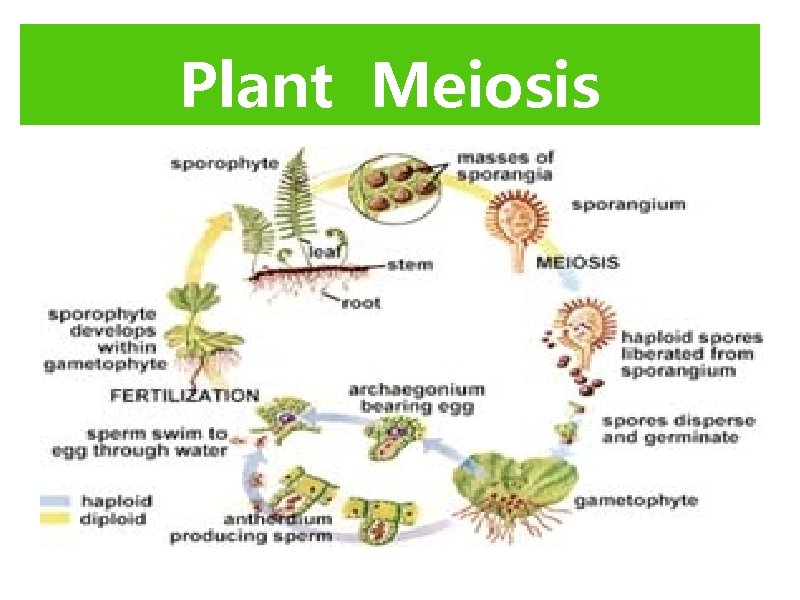 Plant Meiosis Plant Meiosis Animals vs Plants Plant