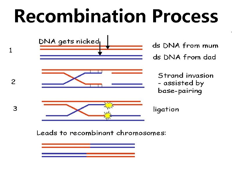 Recombination Process 