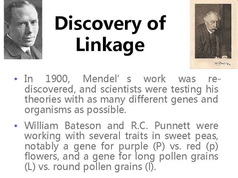 Discovery of Linkage • In 1900, Mendel’s work was rediscovered, and scientists were testing