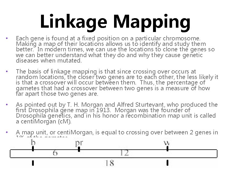 Linkage Mapping • Each gene is found at a fixed position on a particular