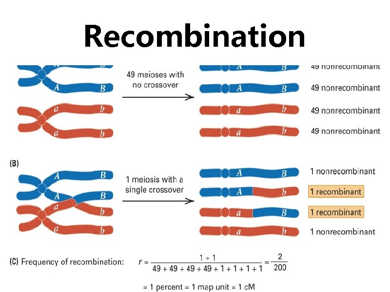 Recombination 