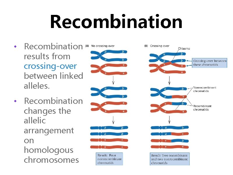 Recombination Gene Mapping • Recombination results from crossing-over between linked alleles. • Recombination changes
