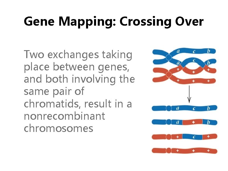 Gene Mapping: Crossing Over Two exchanges taking place between genes, and both involving the