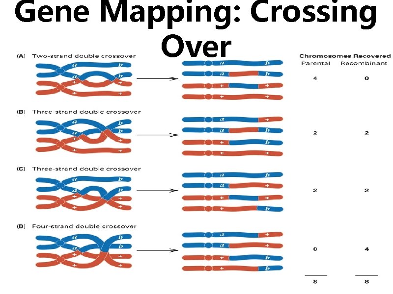 Gene Mapping: Crossing Over 35 