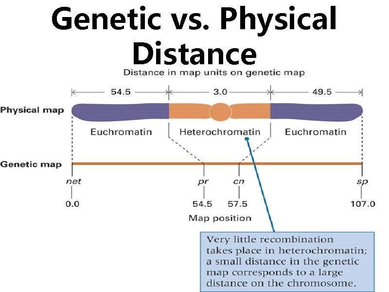 Genetic vs. Physical Distance 