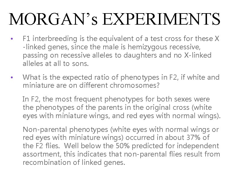 MORGAN’s EXPERIMENTS • F 1 interbreeding is the equivalent of a test cross for