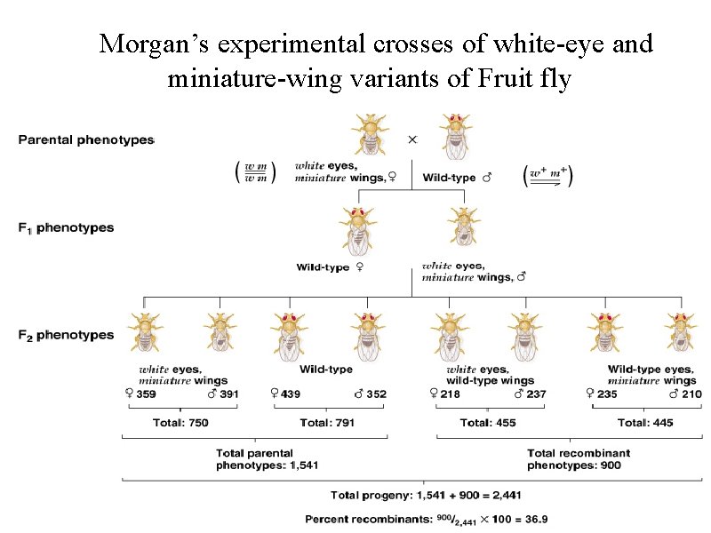 Morgan’s experimental crosses of white-eye and miniature-wing variants of Fruit fly Peter J. Russell,