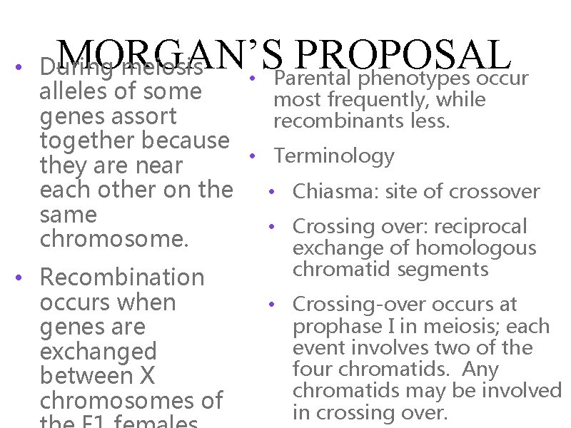 MORGAN’S PROPOSAL • During meiosis • Parental phenotypes occur alleles of some most frequently,