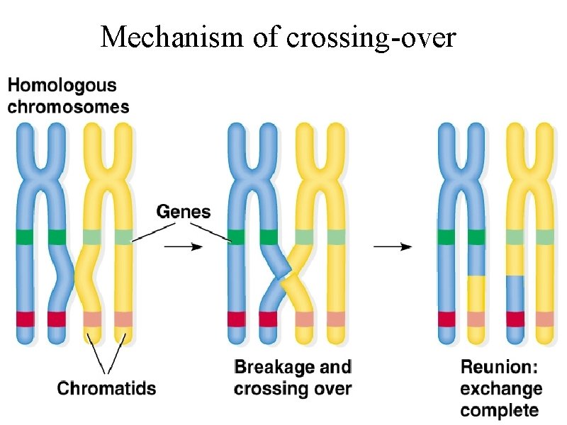 Mechanism of crossing-over 