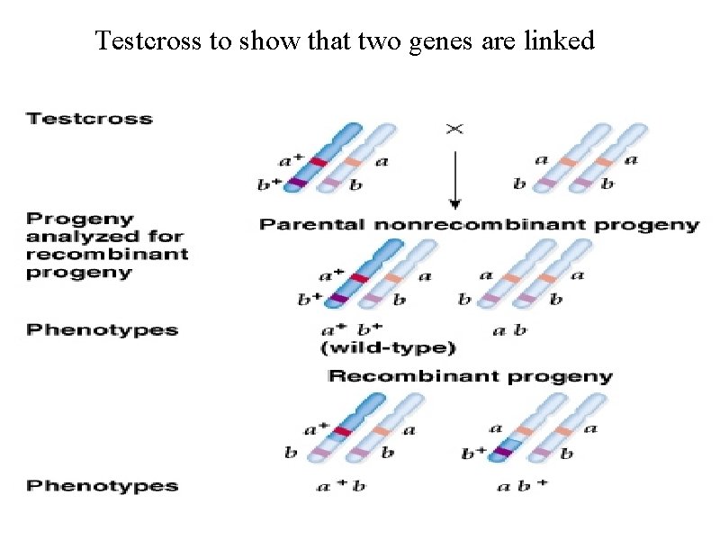 Testcross to show that two genes are linked 