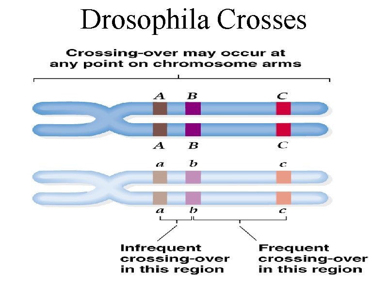 Drosophila Crosses 
