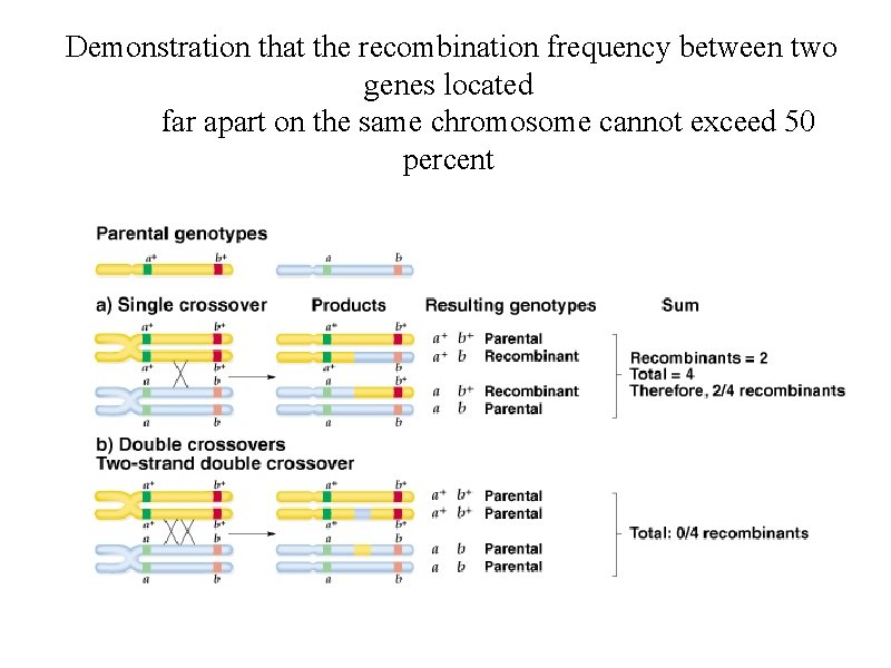 Demonstration that the recombination frequency between two genes located far apart on the same