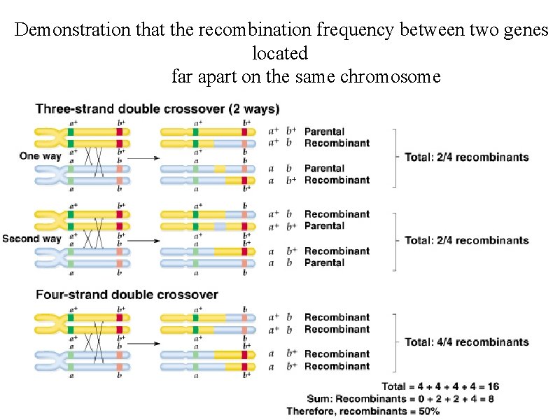 Demonstration that the recombination frequency between two genes located far apart on the same