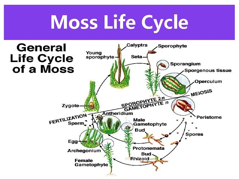 Moss Life Cycle 