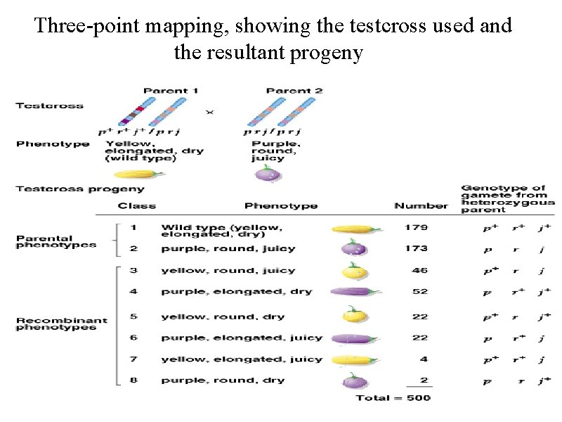 Three-point mapping, showing the testcross used and the resultant progeny 