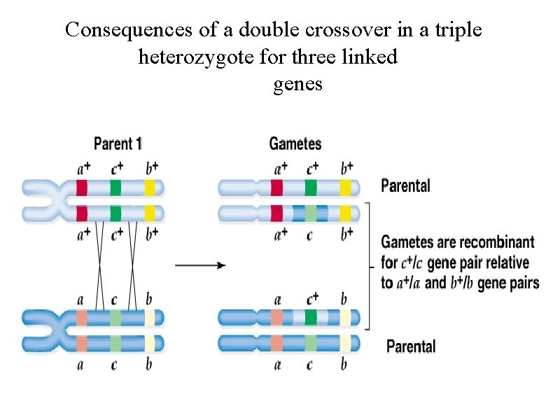 Consequences of a double crossover in a triple heterozygote for three linked genes 