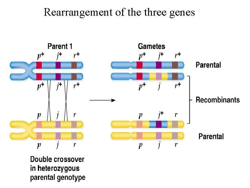 Rearrangement of the three genesr 