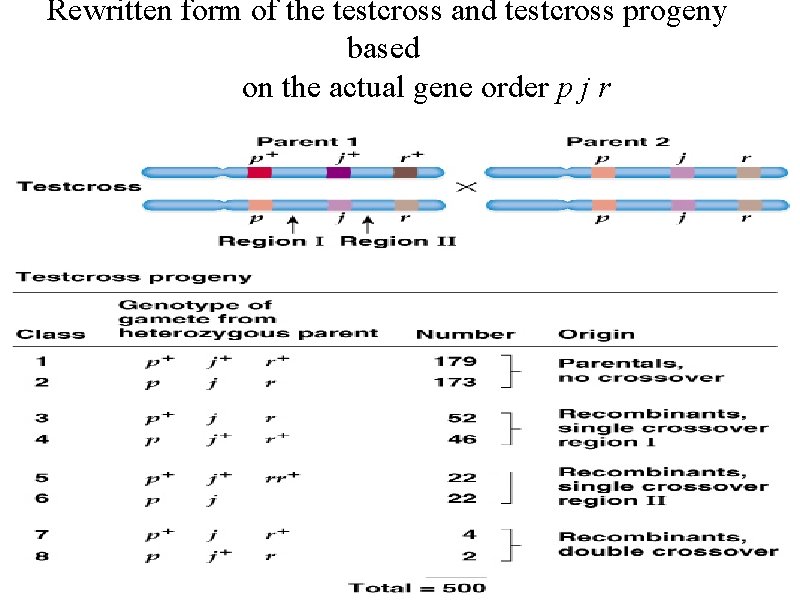 Rewritten form of the testcross and testcross progeny based on the actual gene order