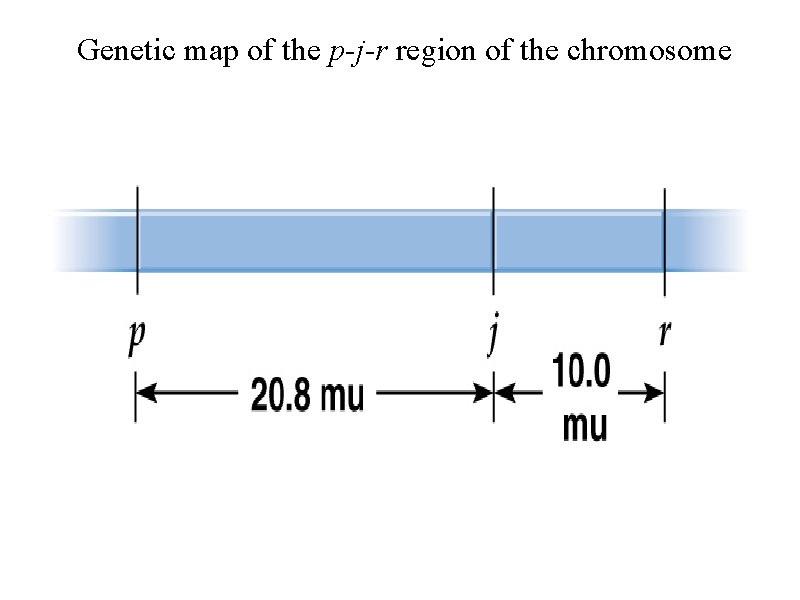 Genetic map of the p-j-r region of the chromosome 