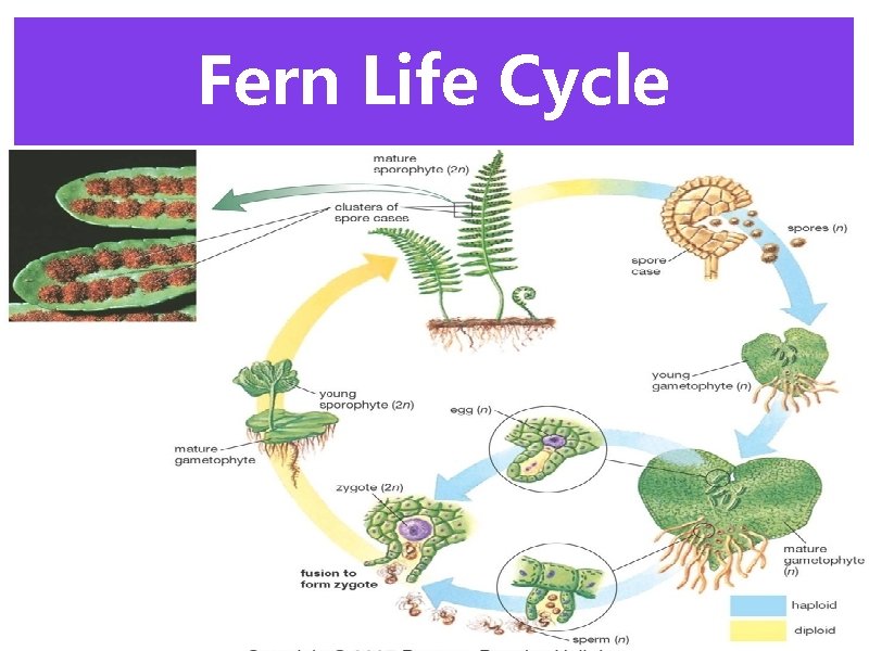 Fern Life Cycle 