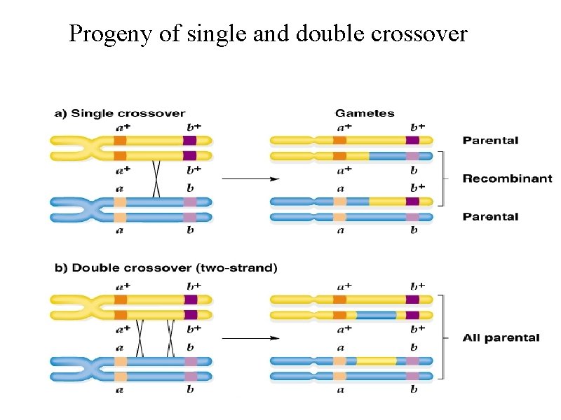 Progeny of single and double crossovers 