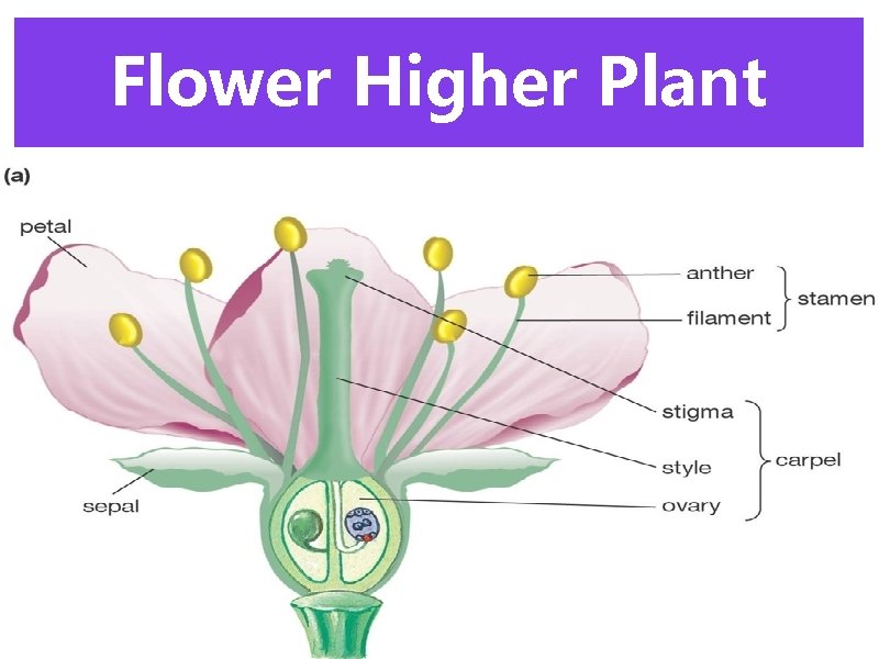 Flower Higher Plant 