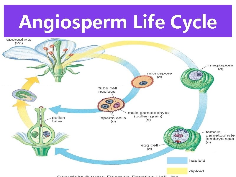 Angiosperm Life Cycle 