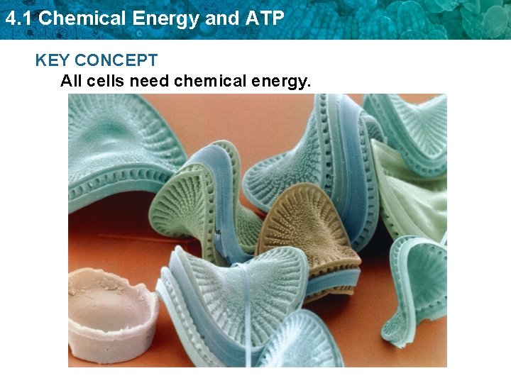 4. 1 Chemical Energy and ATP KEY CONCEPT All cells need chemical energy. 4. 1 Chemical Energy and ATP KEY CONCEPT All cells need chemical energy.