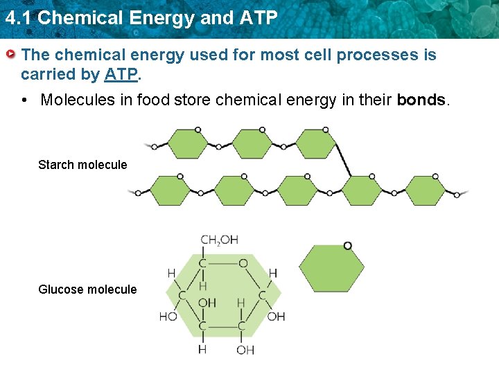 4. 1 Chemical Energy and ATP The chemical energy used for most cell processes 4. 1 Chemical Energy and ATP The chemical energy used for most cell processes